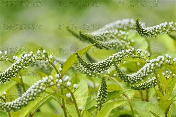 Gooseneck loosestrife (Lysimachia clethroides)