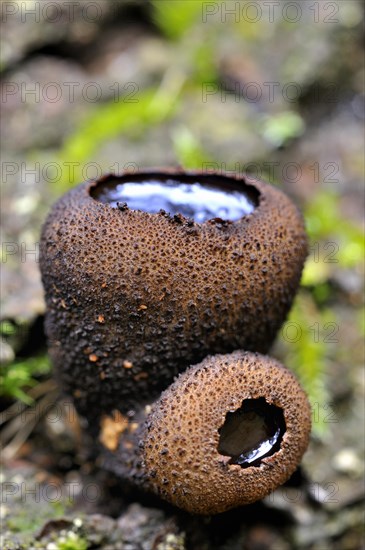 Black bulgar (Bulgaria inquinans)