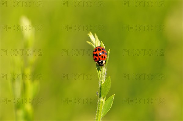 Multicolored Asian lady beetle or ladybug (Harmonia axyridis) sitting on a plant