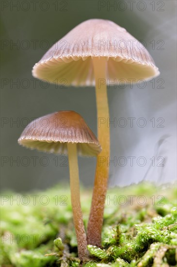 Bleeding fairy helmet (Mycena Haematopus)