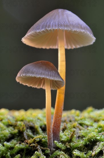 Bleeding fairy helmet (Mycena Haematopus)