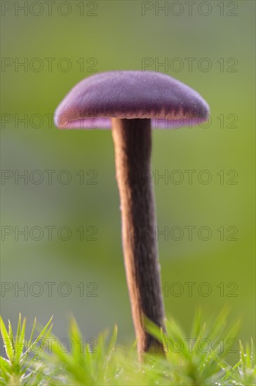 Amethyst deceiver (Laccaria amethystina) in moss