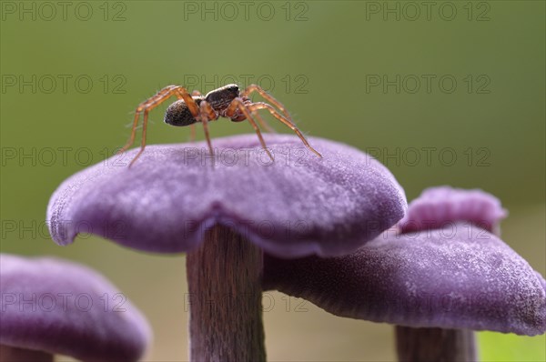 Amethyst deceiver (Laccaria amethystina) with a spider