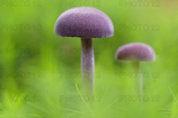 Amethyst deceiver (Laccaria amethystina) in moss