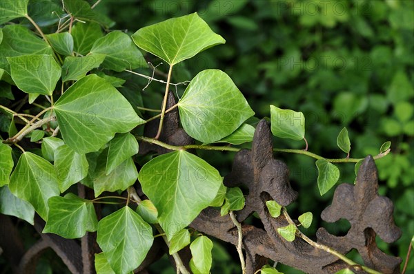 Ivy (Hedera sp.)