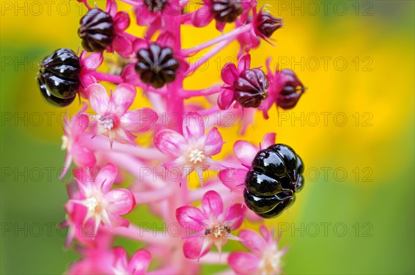 Indian pokeweed (Phytolacca acinosa)