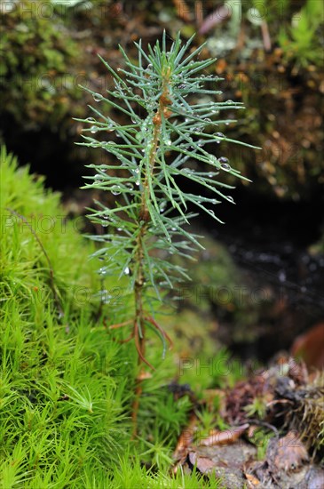 Norway spruce (Picea abies)