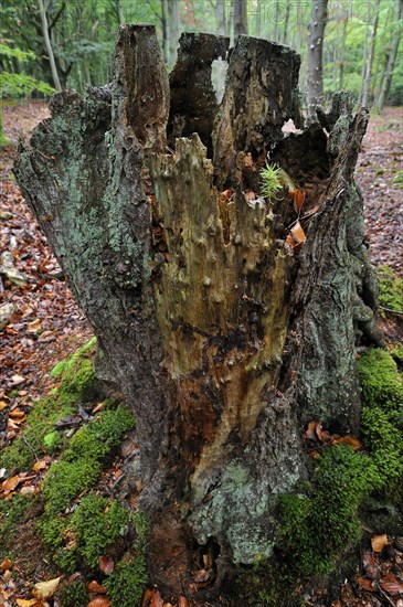 Norway spruce (Picea abies)