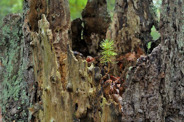 Norway spruce (Picea abies)