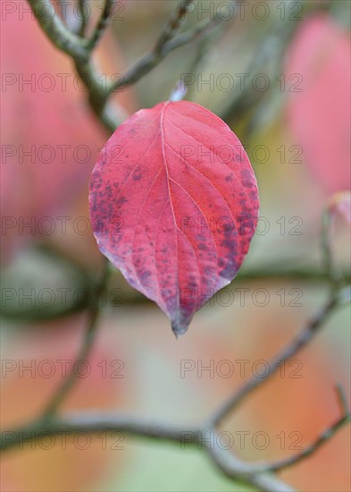 Common dogwood (Cornus sanguinea)