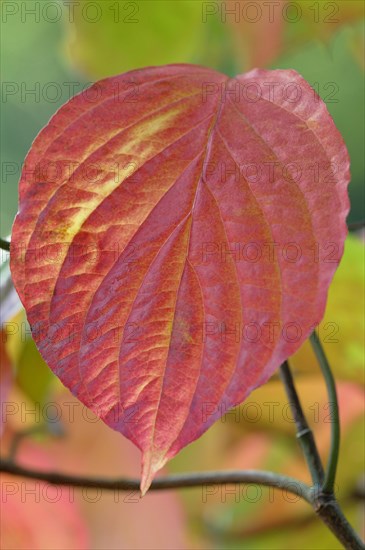 Common dogwood (Cornus sanguinea)