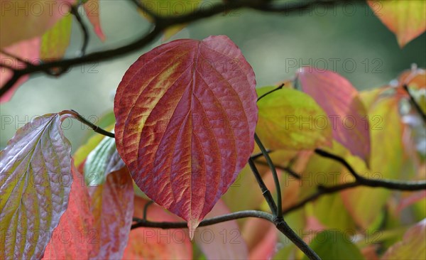 Common dogwood (Cornus sanguinea)