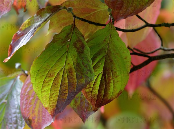 Common dogwood (Cornus sanguinea)