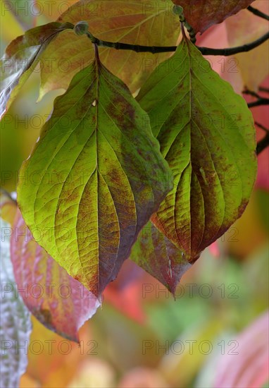 Common dogwood (Cornus sanguinea)