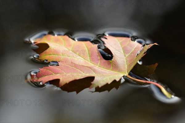 Silver maple leaf (Acer saccharinum)