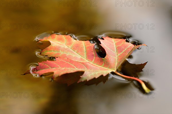 Silver maple leaf (Acer saccharinum)