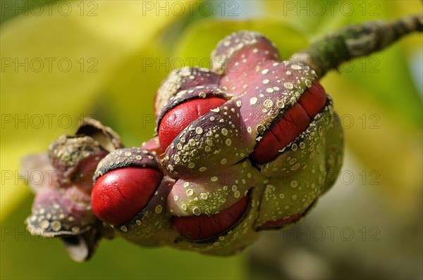 Kobushi or Kobus magnolia (Magnolia Kobus)