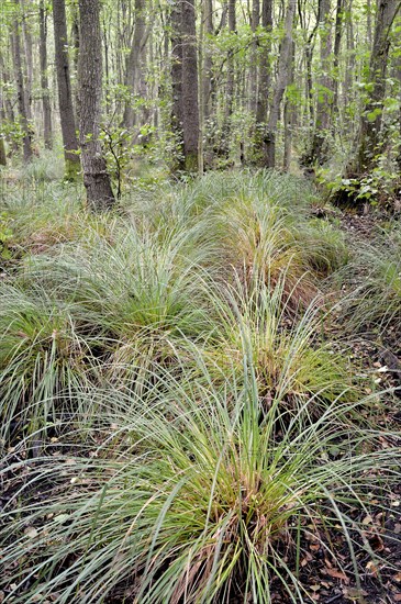 Alder (Alnus sp.)