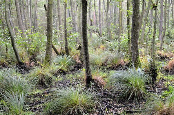 Alder (Alnus sp.)