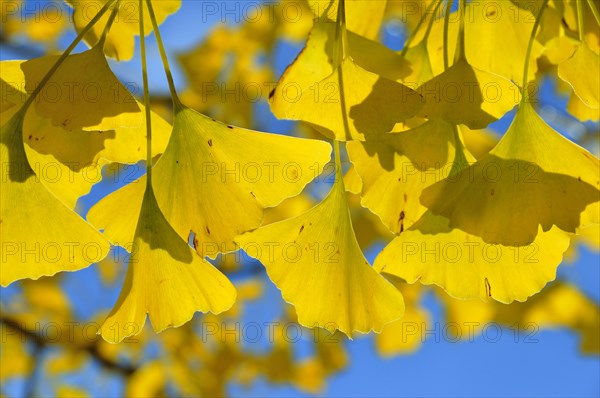 Autumnal leaves on at Gingko tree (Ginkgo biloba)