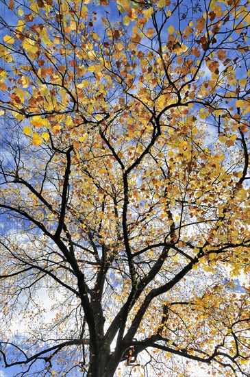 Tulip tree (Liriodendron tulipifera)