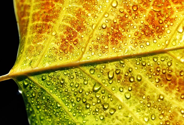 Tulip tree (Liriodendron tulipifera)