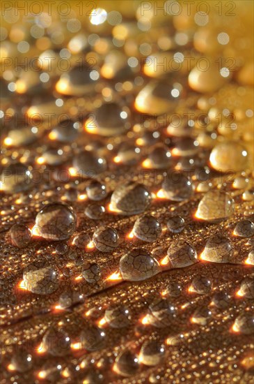 Raindrops on underside of tulip tree (Liriodendron tulipifera) leaf