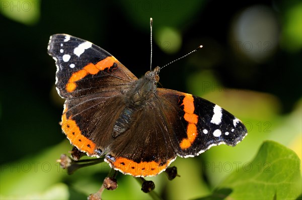 Red Admiral (Vanessa atalanta) sitting on English ivy (Hedera helix) inflorescence