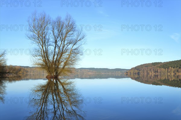 Willow (Salix sp.) tree in middle of lake