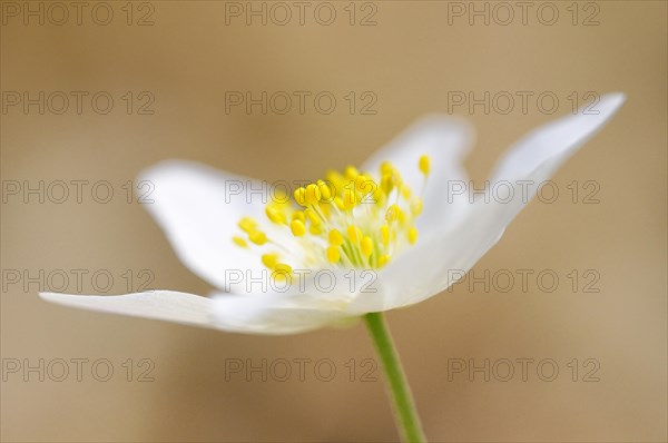 Windflower