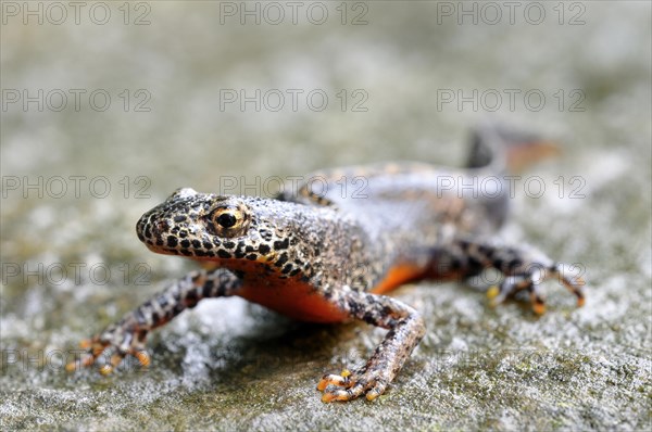 Alpine newt (Ichthyosaura alpestris) male