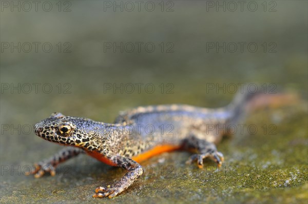 Alpine newt (Ichthyosaura alpestris) male