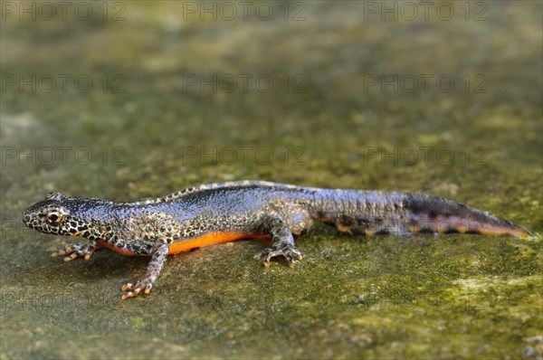 Alpine newt (Ichthyosaura alpestris) male