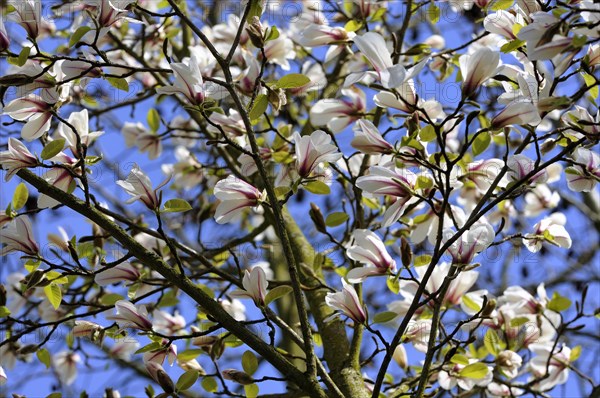 Magnolia tree (Magnolia) with flowers