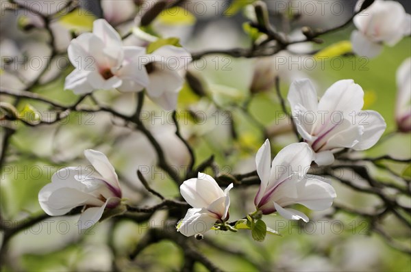 Magnolia tree (Magnolia) with flowers