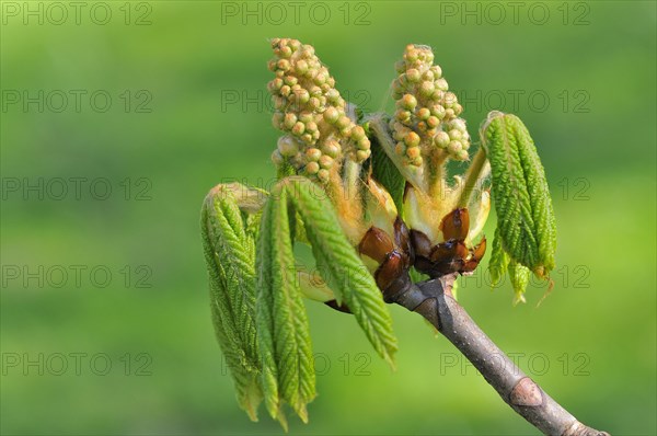 Horse chestnut (Aesculus hippocastanum)