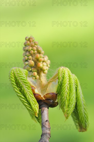 Horse chestnut (Aesculus hippocastanum)