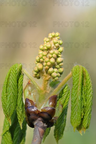 Horse chestnut (Aesculus hippocastanum)