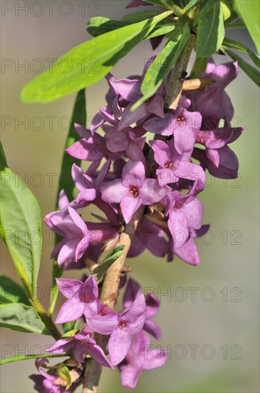 Daphne (Daphne sp.)