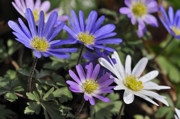 Balkan anemone