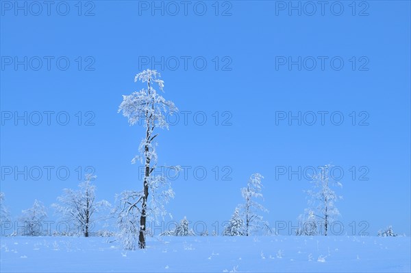 Winter landscape