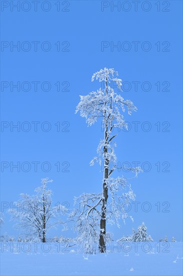 Winter landscape