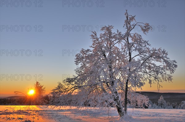 Snow covered trees at sunrise