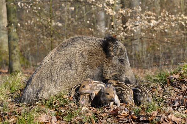 Wild boar (Sus scrofa)