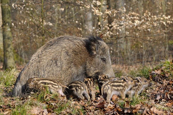 Wild boar (Sus scrofa)