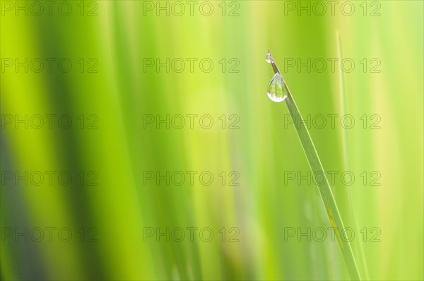 Iris (Iris sp.) leaf tip with rain drop