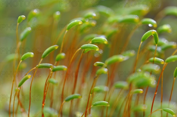 Common haircap moss (Polytrichum commune)