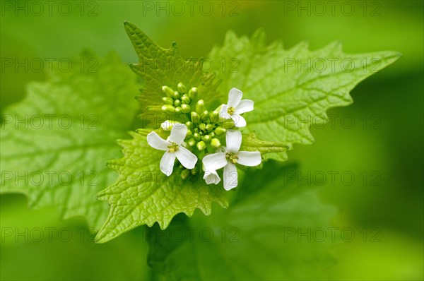 Garlic mustard (Alliaria petiolata)