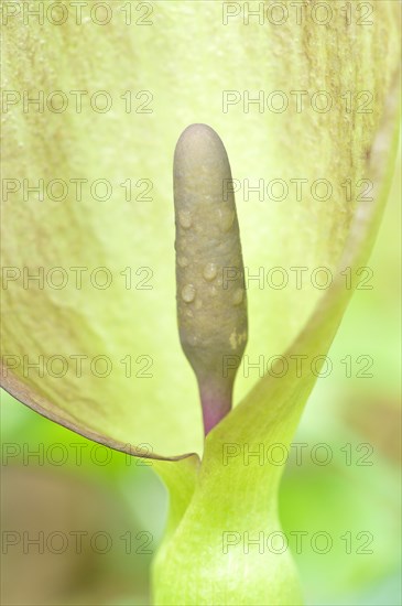 Snakeshead (Arum maculatum)