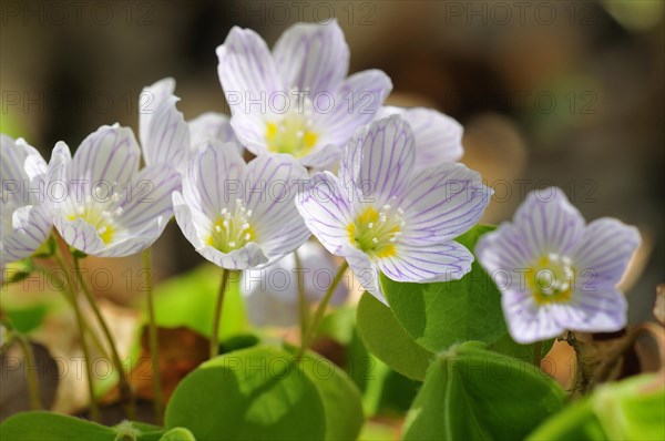 Common wood sorrel (Oxalis acetosella)